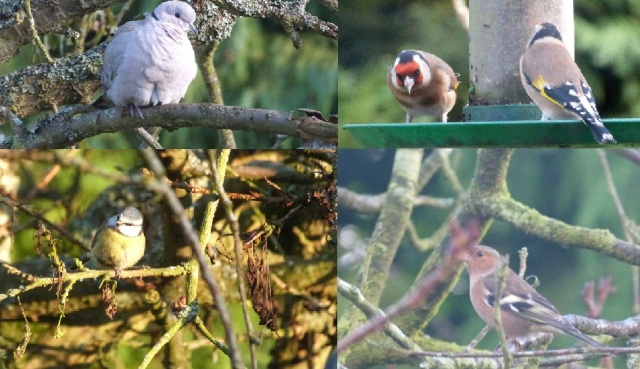 Collared Dove, Goldfinches, Blue Tit & Chaffinch